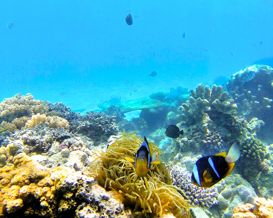 Blue Lagoon Snorkeling Tour - Snorkeling adventure in Zanzibar's Blue Lagoon