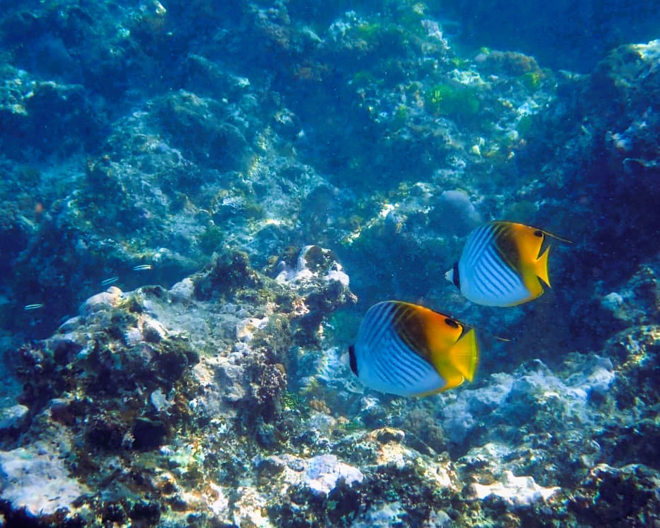 Snorkeling in vibrant coral reefs on Blue Safari Tour
