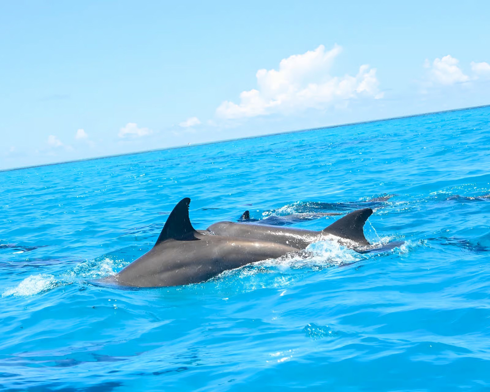 Dolphins swimming in crystal-clear Zanzibar waters during tour