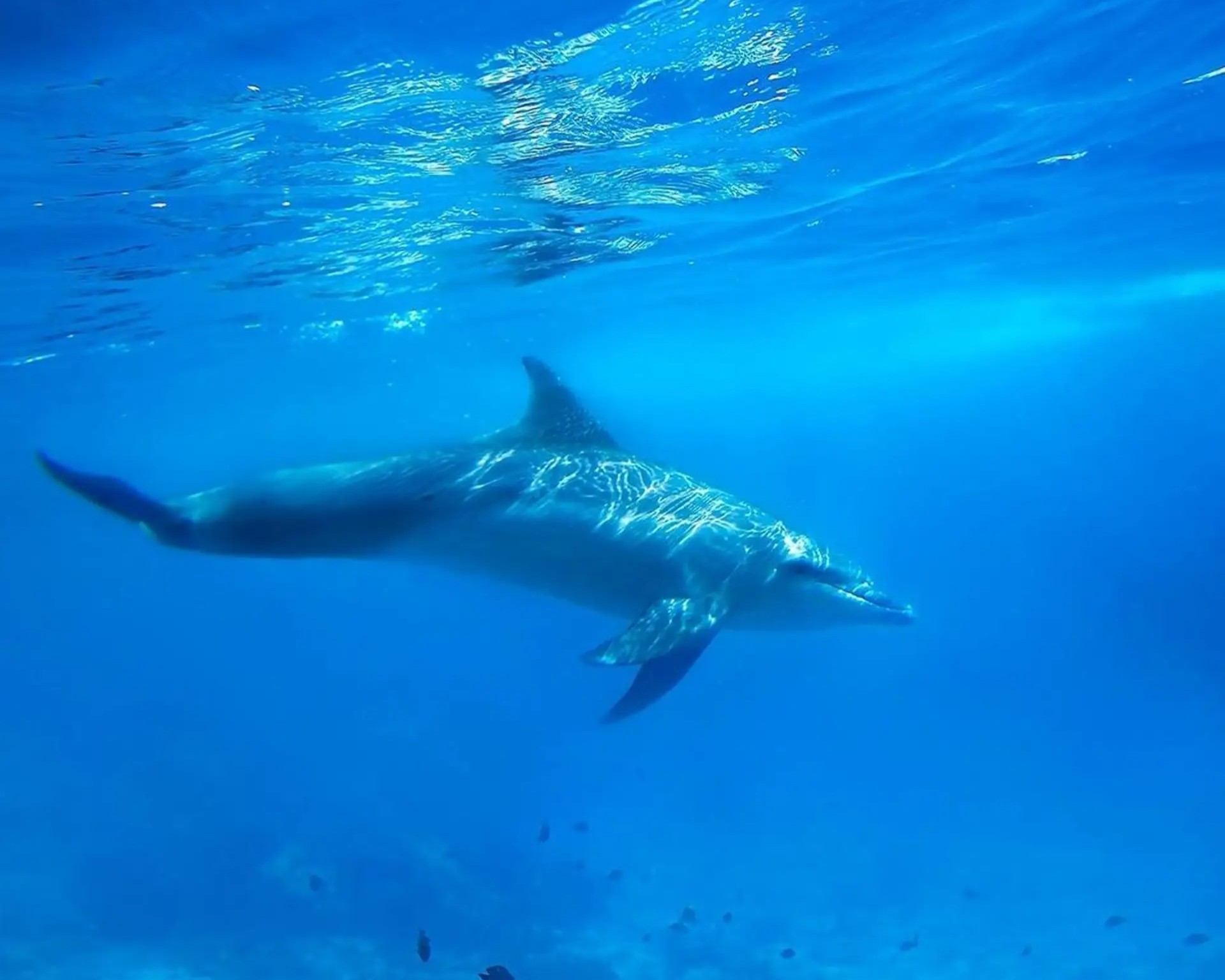 Snorkelers swimming with dolphins in Zanzibar's clear ocean waters