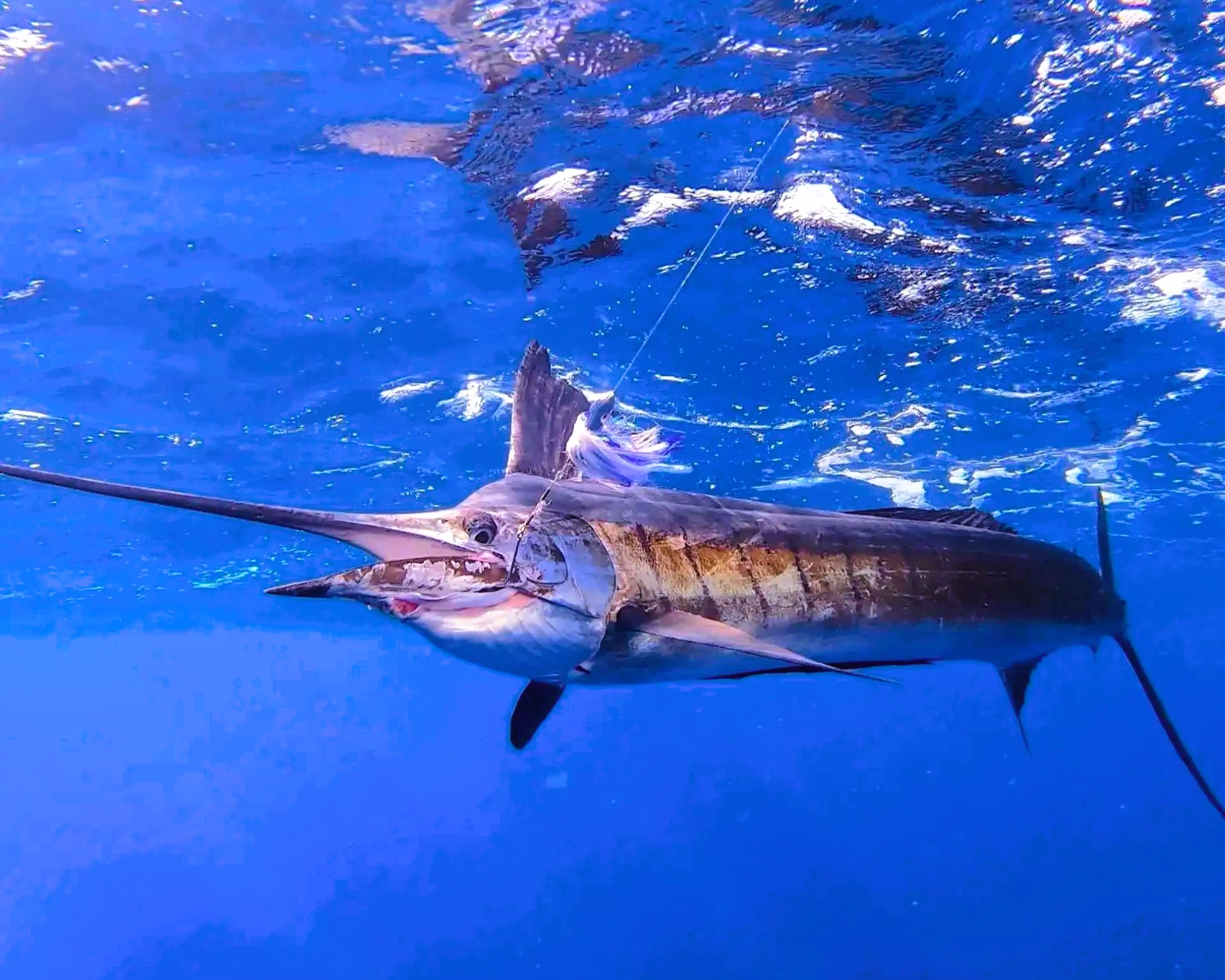 Deep-sea fishing adventure catching tuna, barracuda, and kingfish in Zanzibar waters