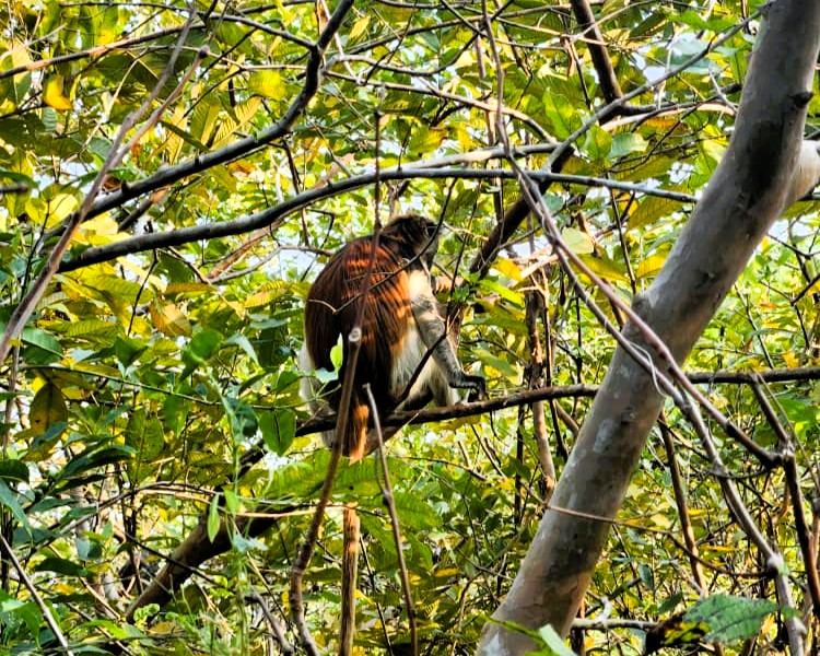 Red colobus monkeys in Jozani Forest, Zanzibar