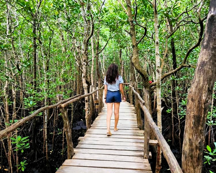 Lush green trails and vegetation in Jozani Forest