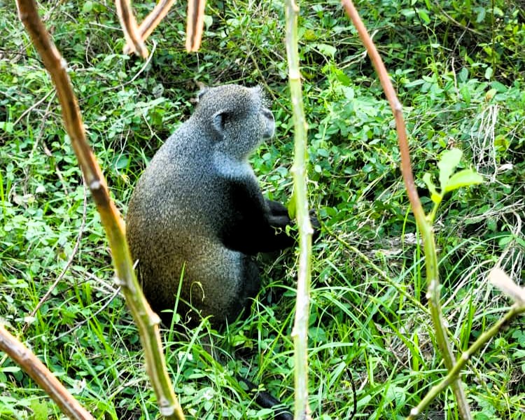 Wildlife and biodiversity in Jozani Forest conservation area