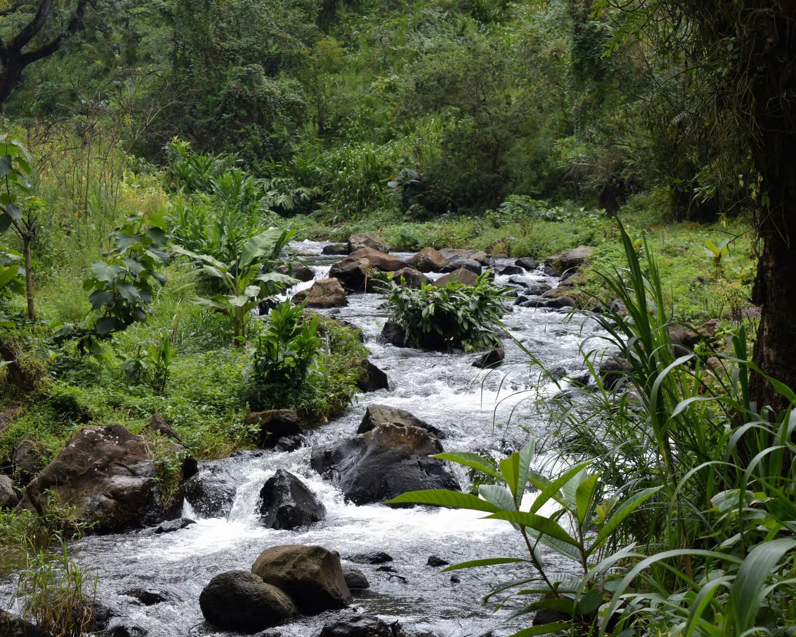 Scenic view of Materuni Waterfalls during a full-day safari tour