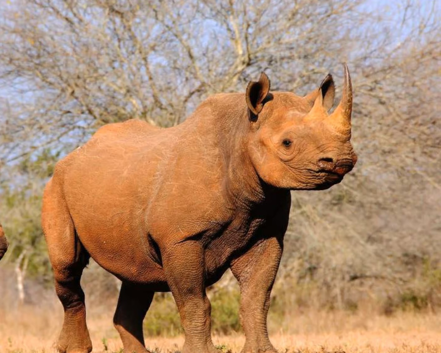 Wildlife safari in Mkomazi National Park - elephants and zebras roaming freely