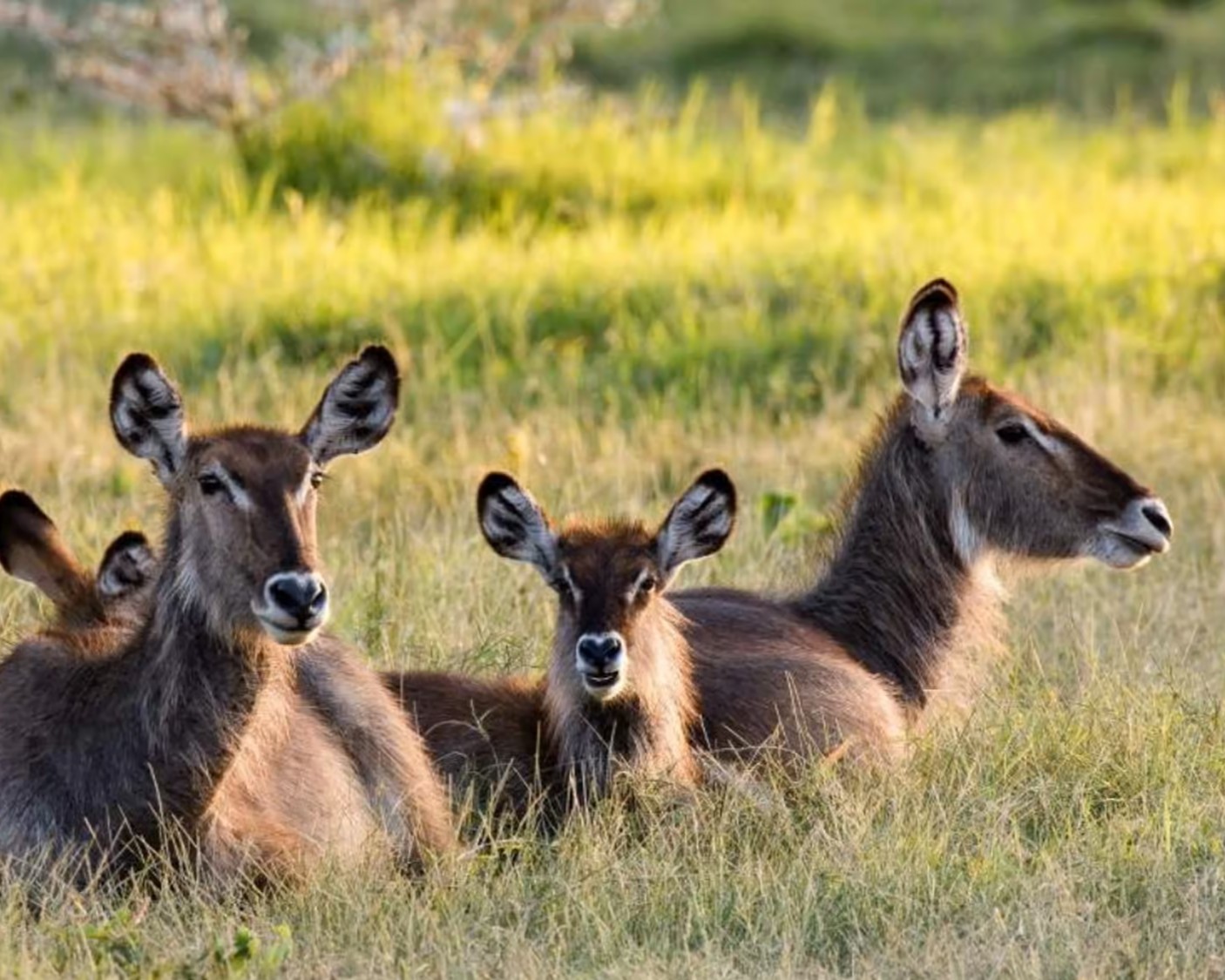 Mkomazi National Park conservation area - diverse wildlife including elephants and zebras
