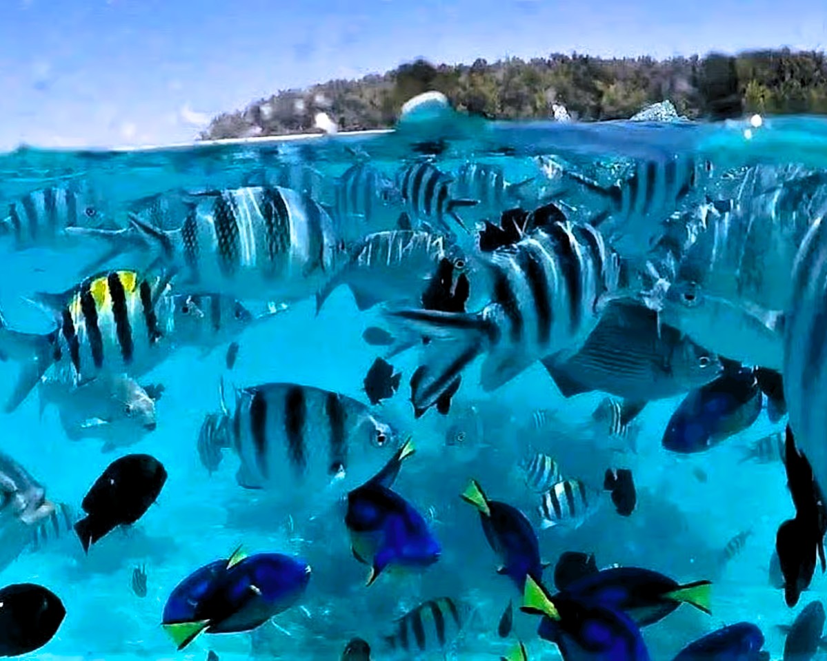 Mnemba Island marine reserve with tropical fish, dolphins, and vibrant coral gardens in Zanzibar
