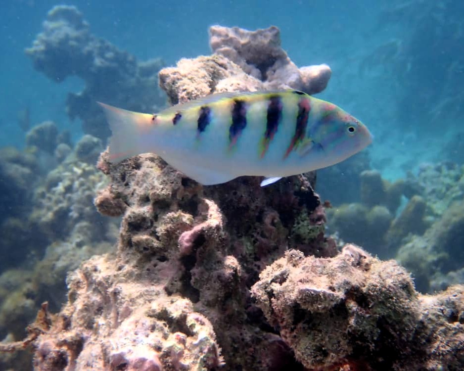 Vibrant coral reefs and marine life at Mnemba Island snorkeling tour