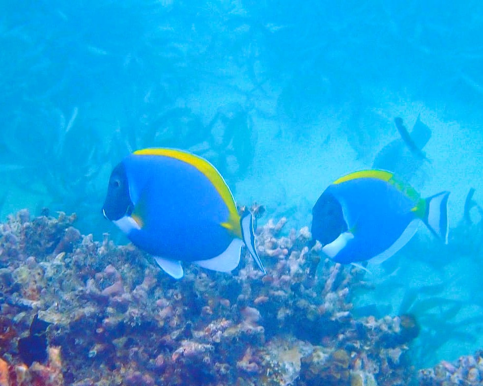 Encountering rays and exotic fish during Mnemba Island snorkeling adventure