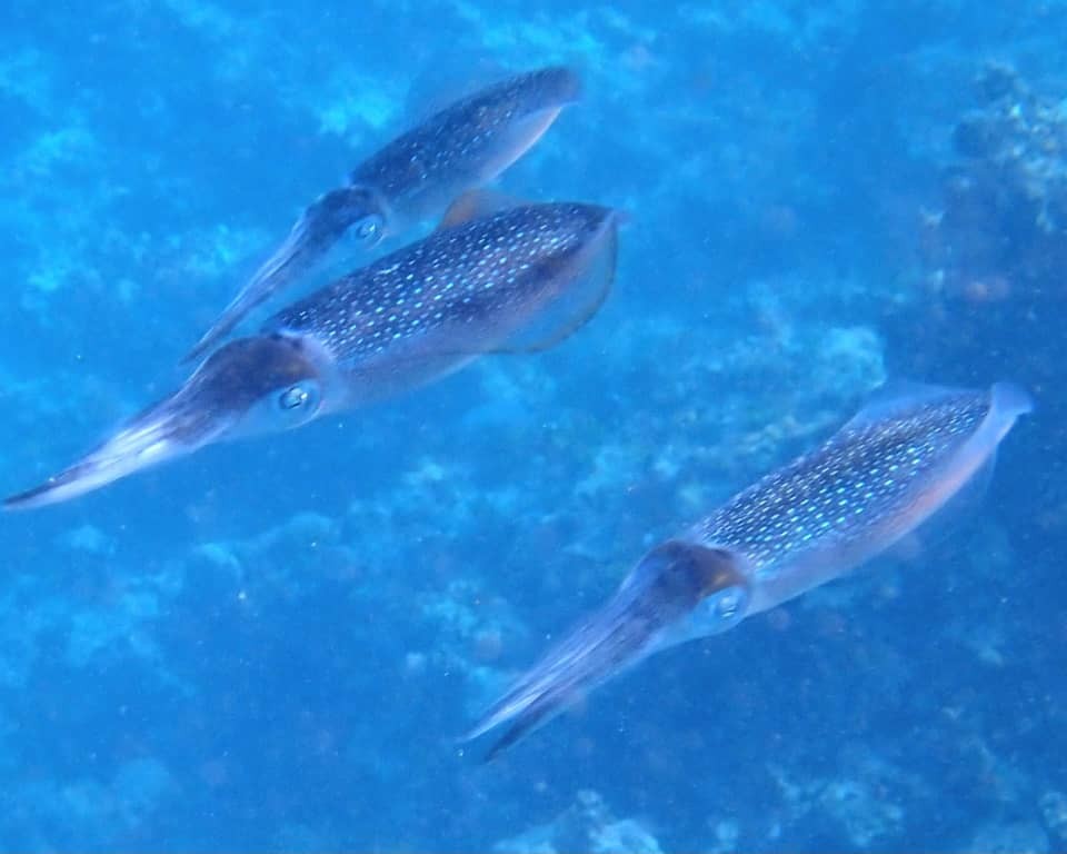 Underwater exploration of coral gardens at Mnemba Island