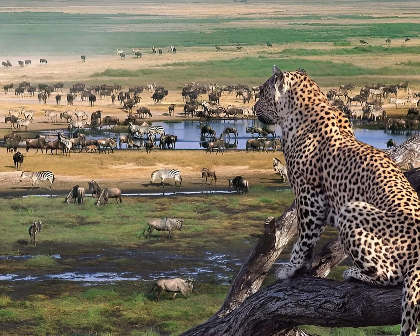 Ngorongoro Crater landscape with diverse wildlife including lions and elephants