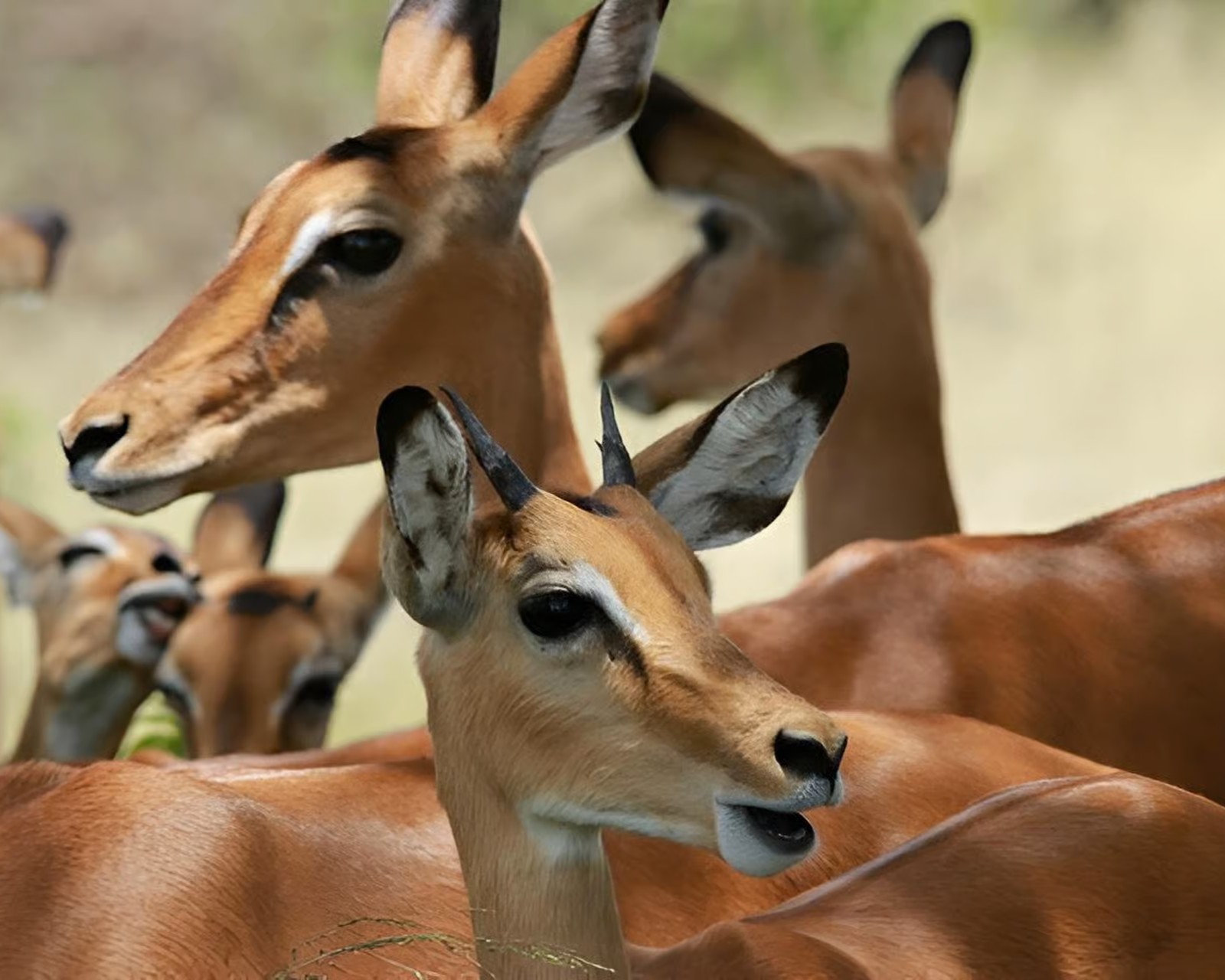 Coastal wildlife adventure in Saadani National Park