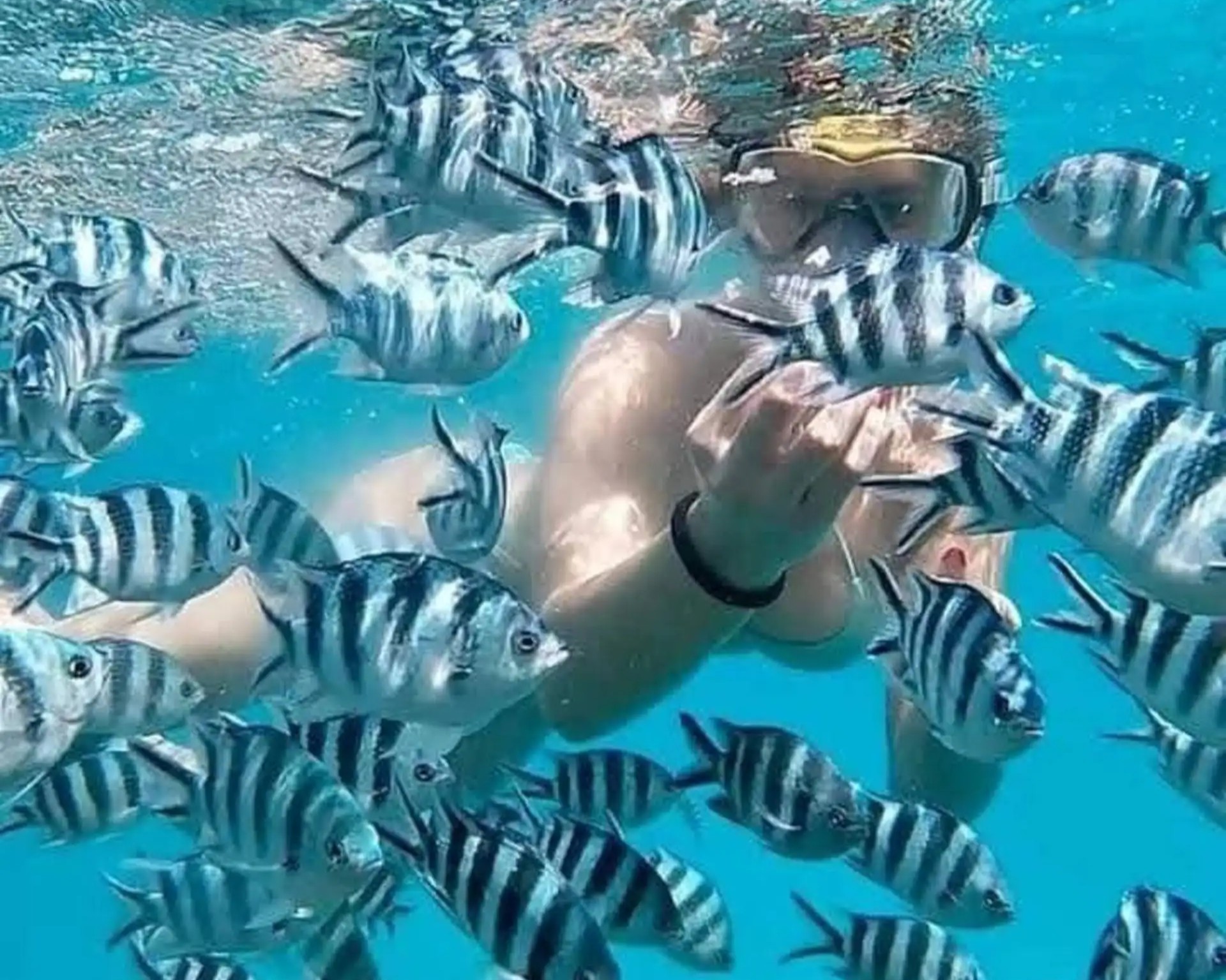 Snorkeling in vibrant coral reefs with colorful marine life during Zanzibar sailing tour