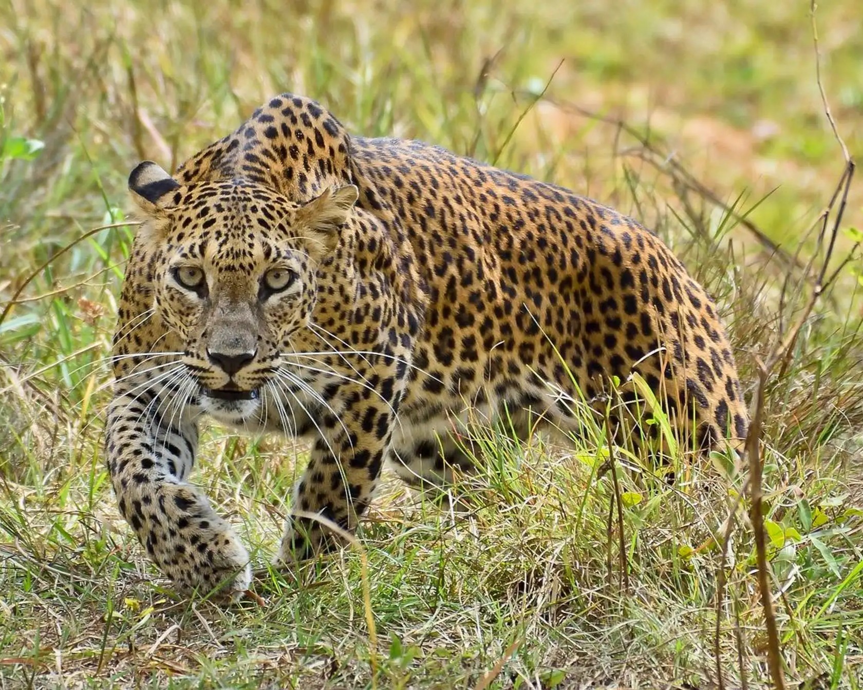 Game drive spotting elephants in Selous Game Reserve