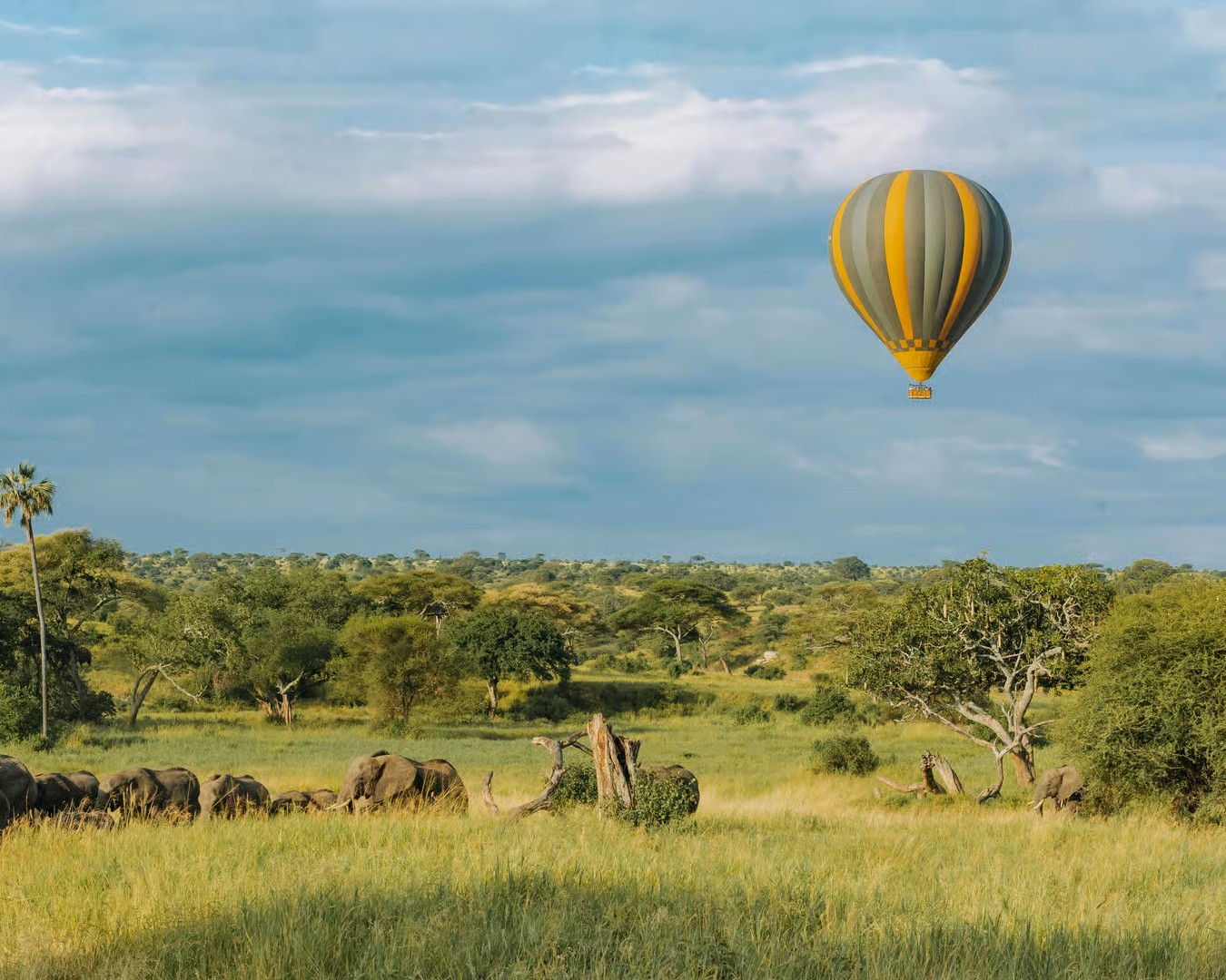Wildlife spotted from hot air balloon during Serengeti safari