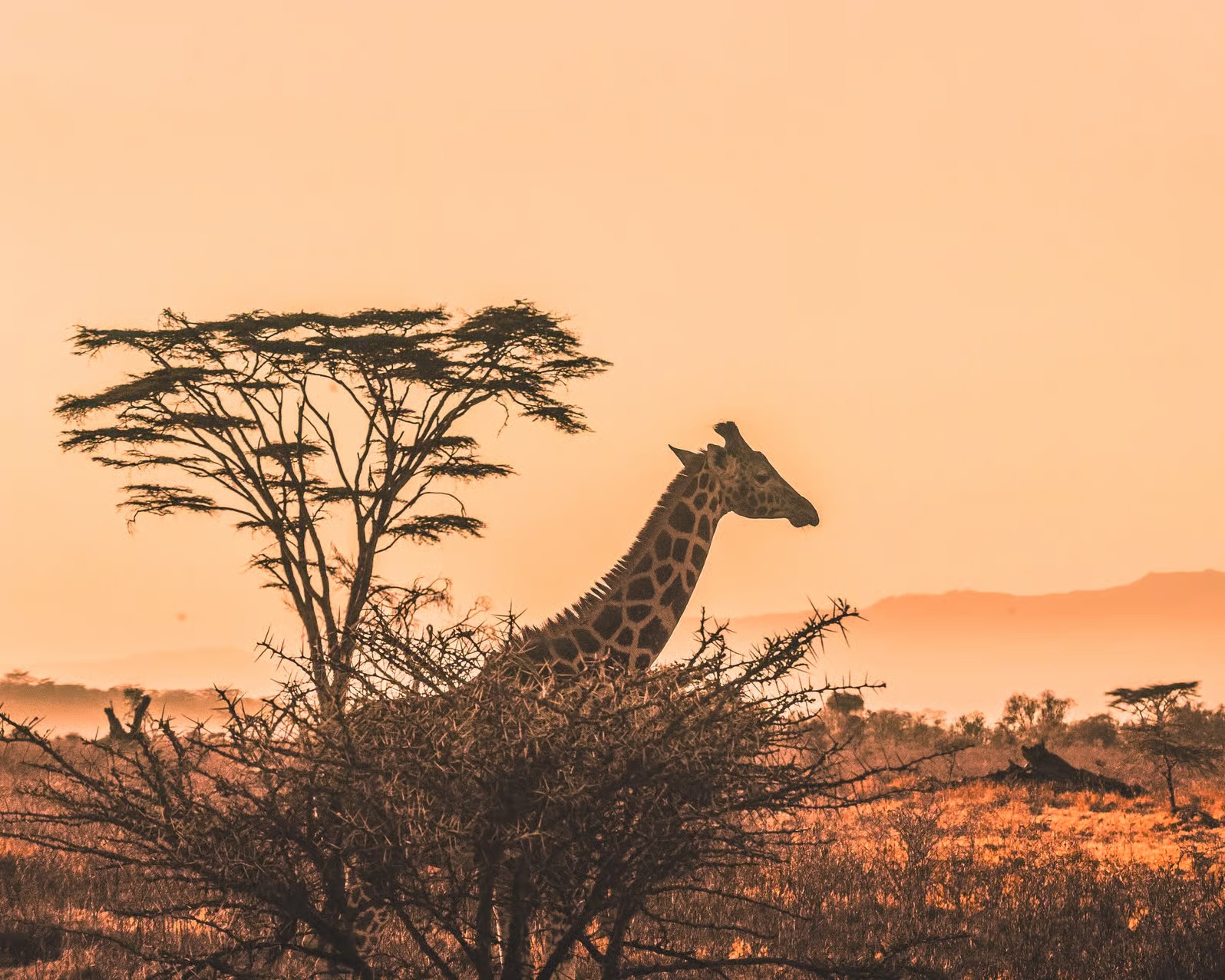 Cheetahs hunting in Serengeti National Park