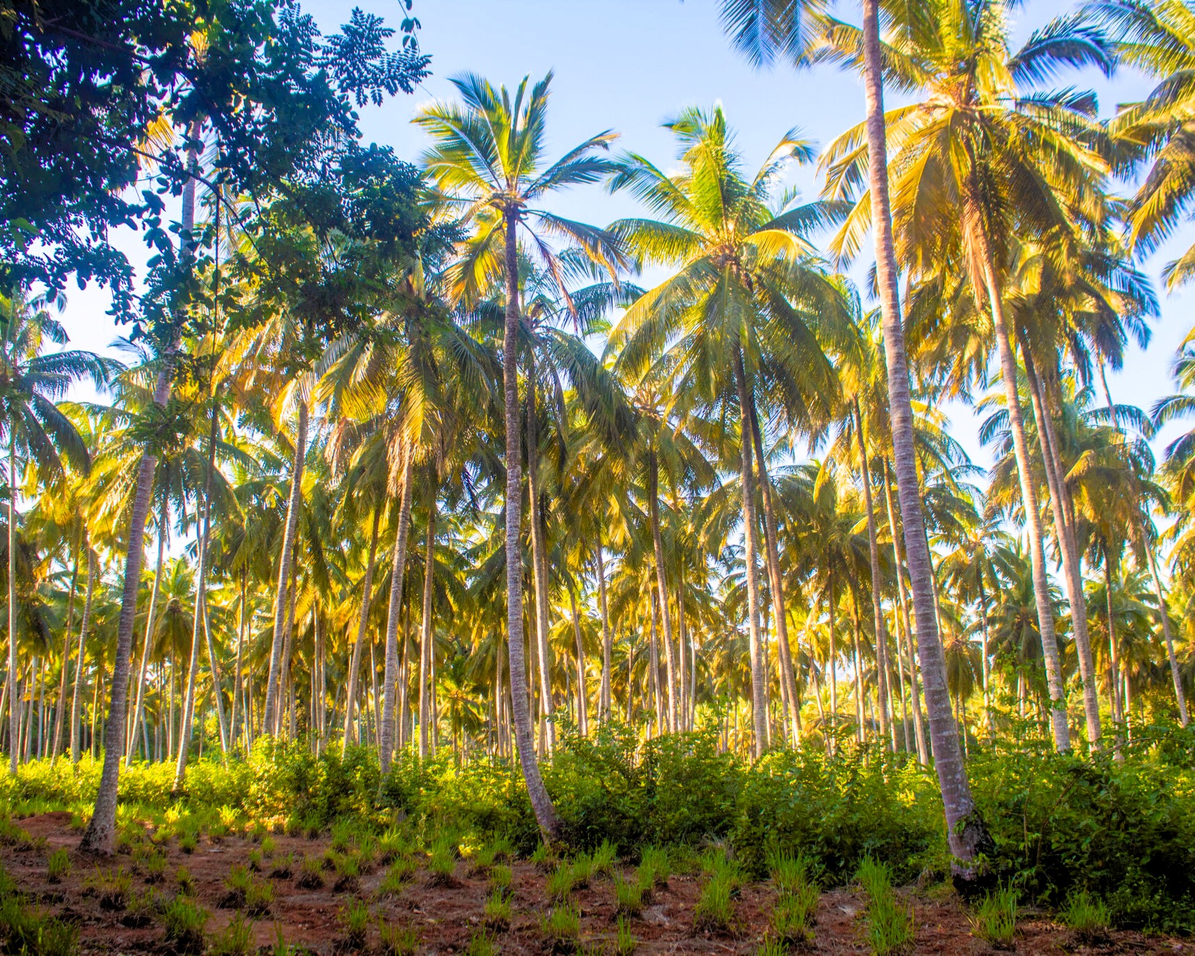 Colorful pepper plants and spice varieties in Zanzibar tour