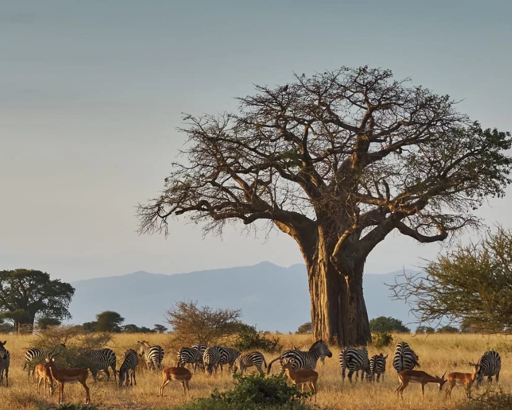 Tanzania Safari Adventures in national parks