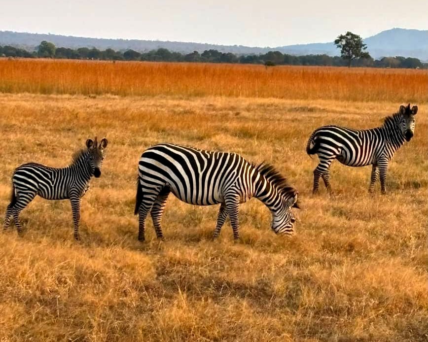 Zanzibar Tours Gallery | Pasqualino Safari Image