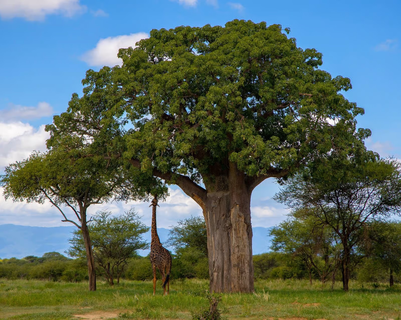 Tree-climbing lions in Lake Manyara National Park