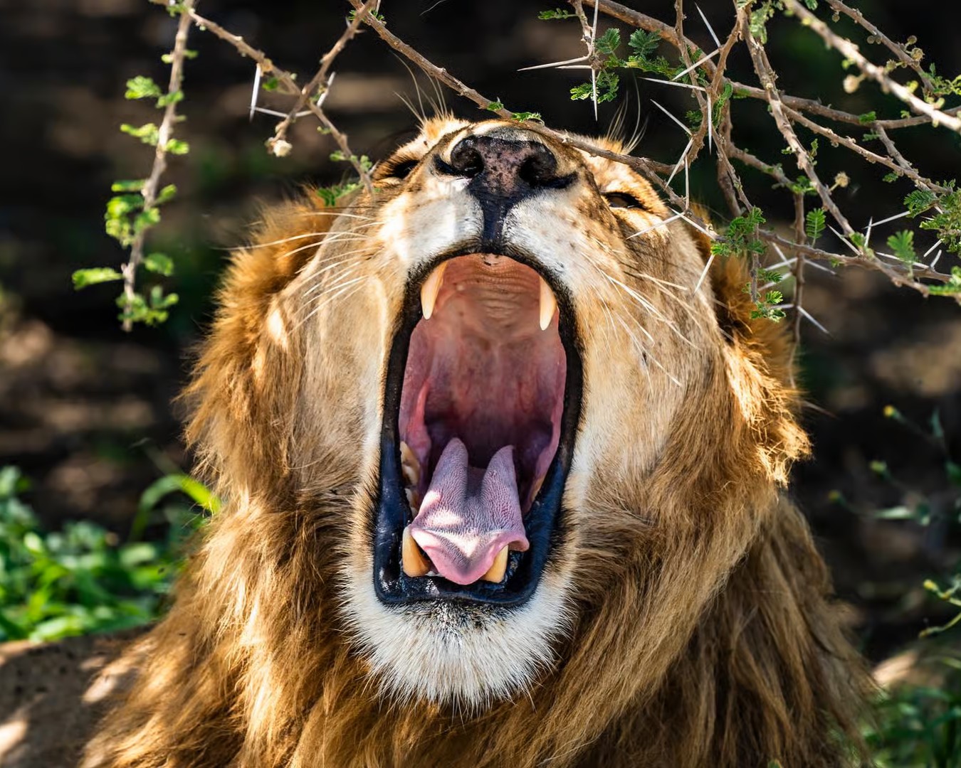 Wildlife adventure in Tanzania's national parks