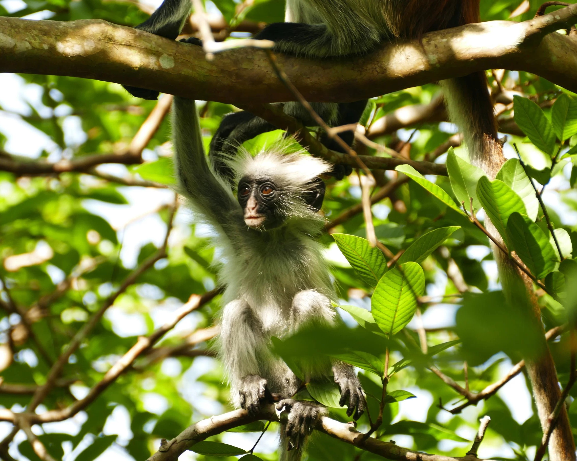 Zanzibar Full-Day Tours exploring cultural and natural sites